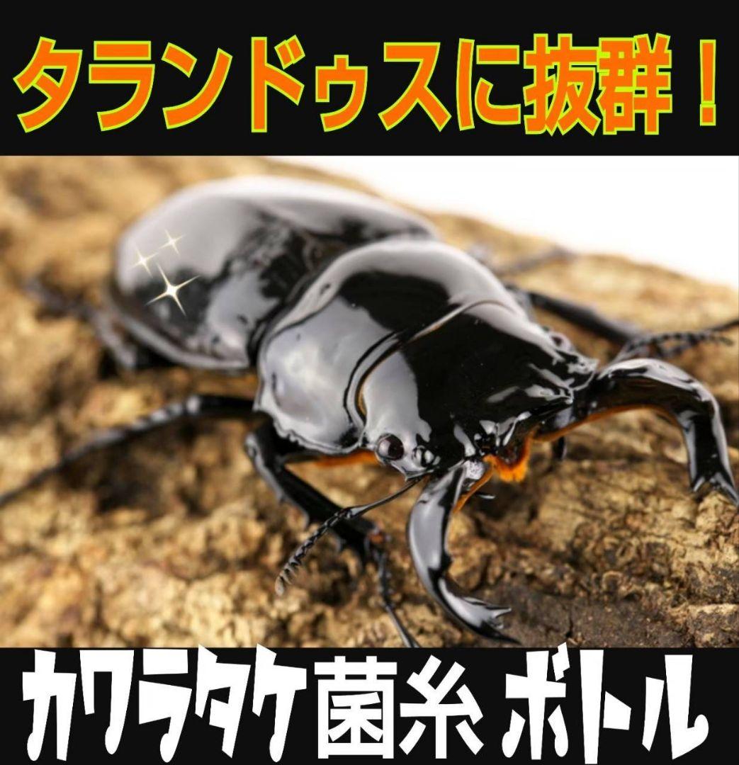 極上！カワラタケ菌糸瓶【8本】特殊アミノ酸強化配合！タランドゥス、オウゴンオニに