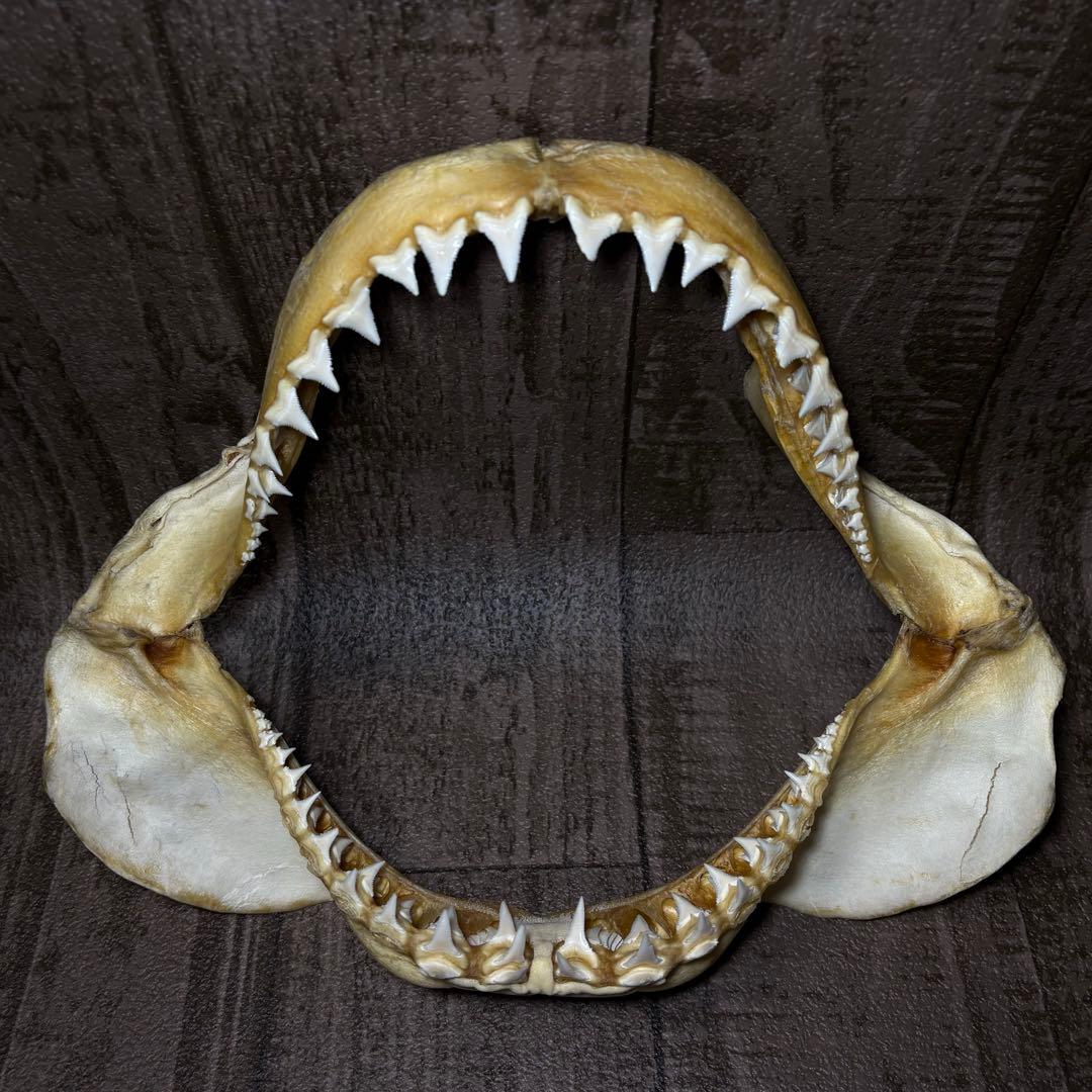 ホホジロザメ ホオジロザメ 鮫 サメ 歯 顎 アゴ 骨格標本