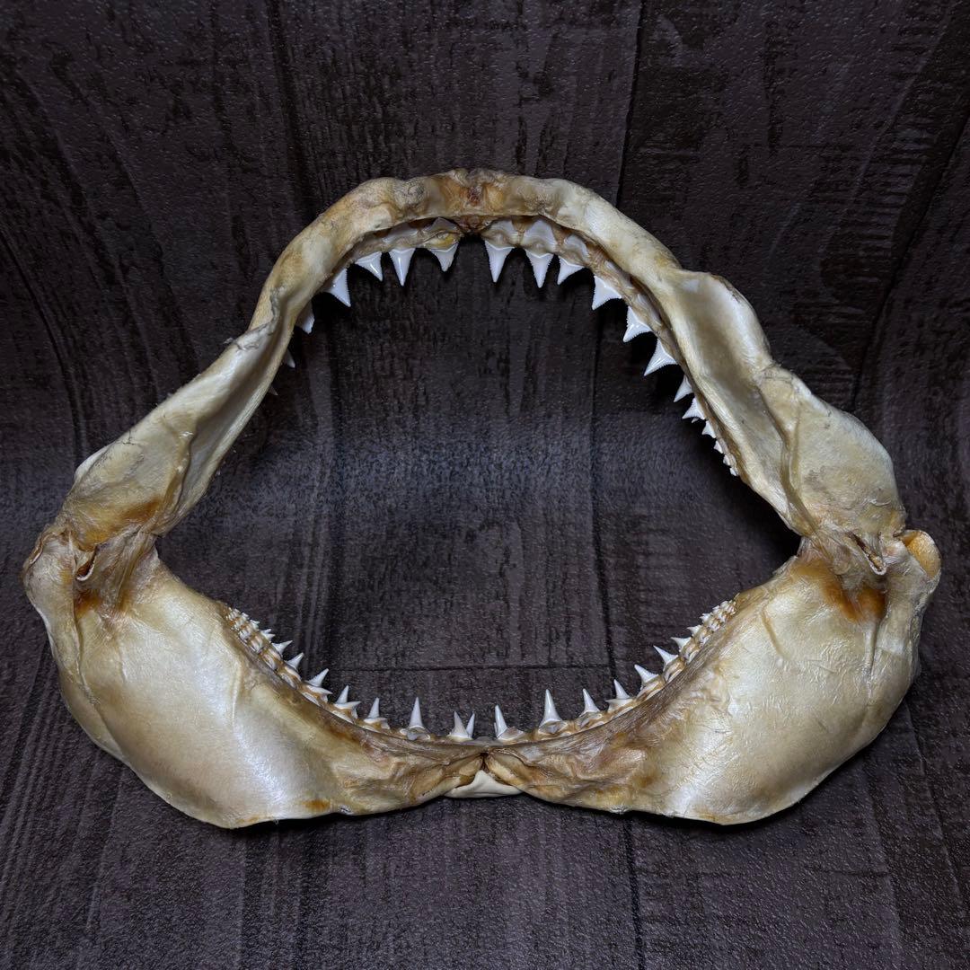 ホホジロザメ ホオジロザメ 鮫 サメ 歯 顎 アゴ 骨格標本