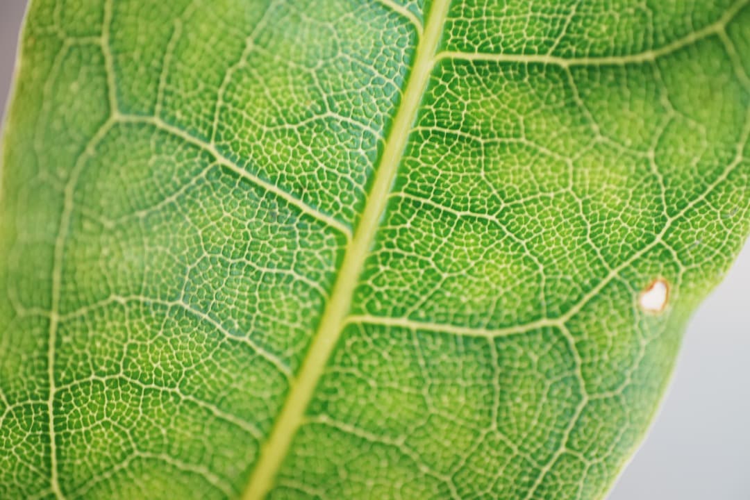 美品 AF Ai Micor-Nikkor 60mm F2.8D 721