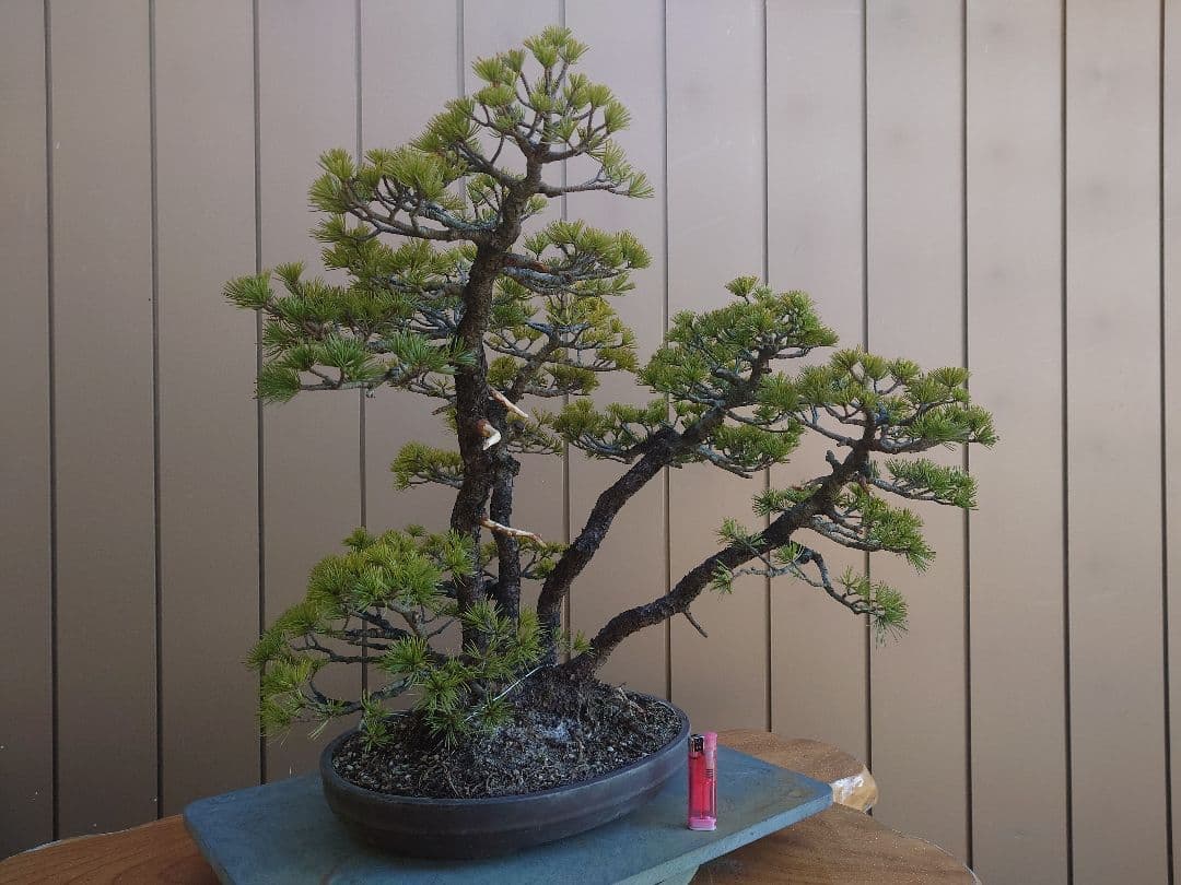 盆栽　五葉松　樹高50cm