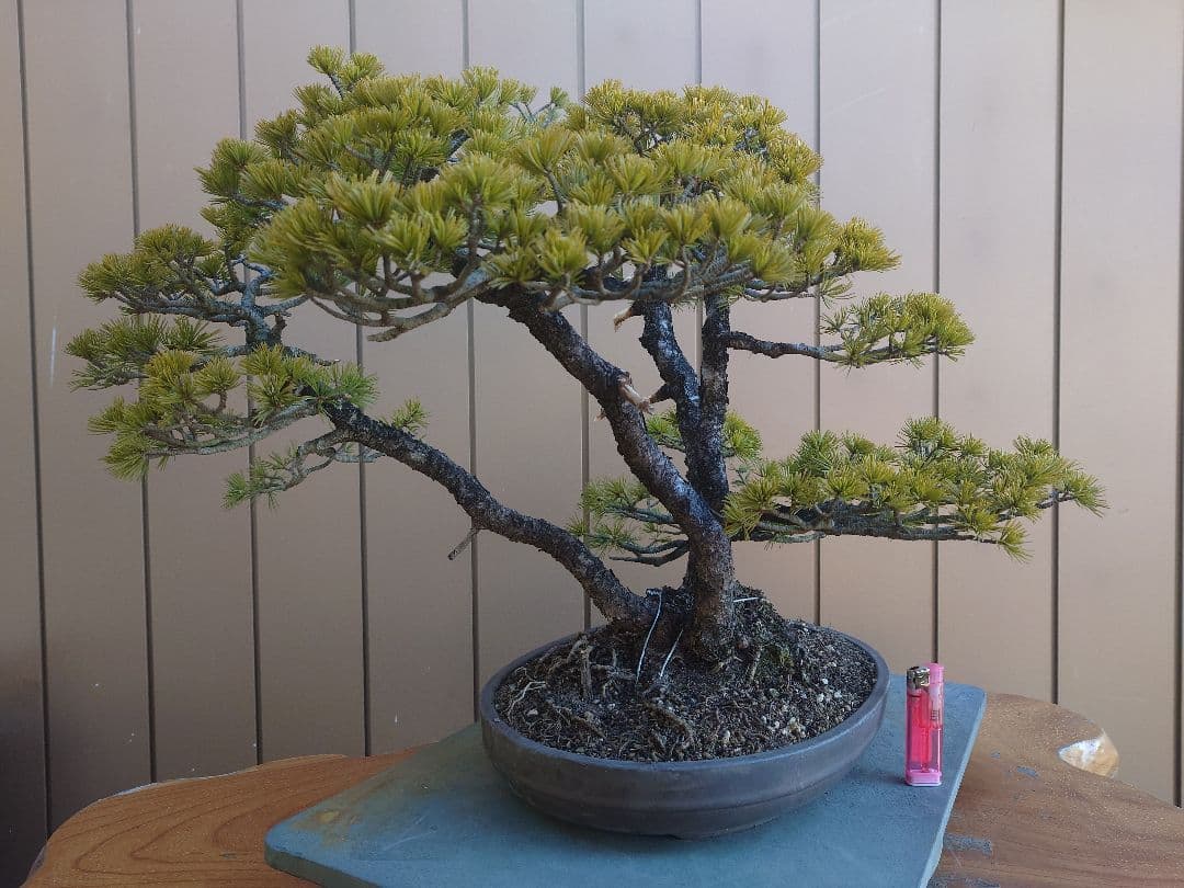 盆栽　五葉松　樹高50cm