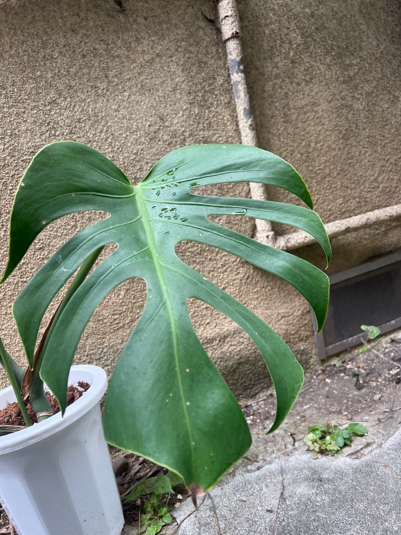 【スケルトン】トップカット モンステラ