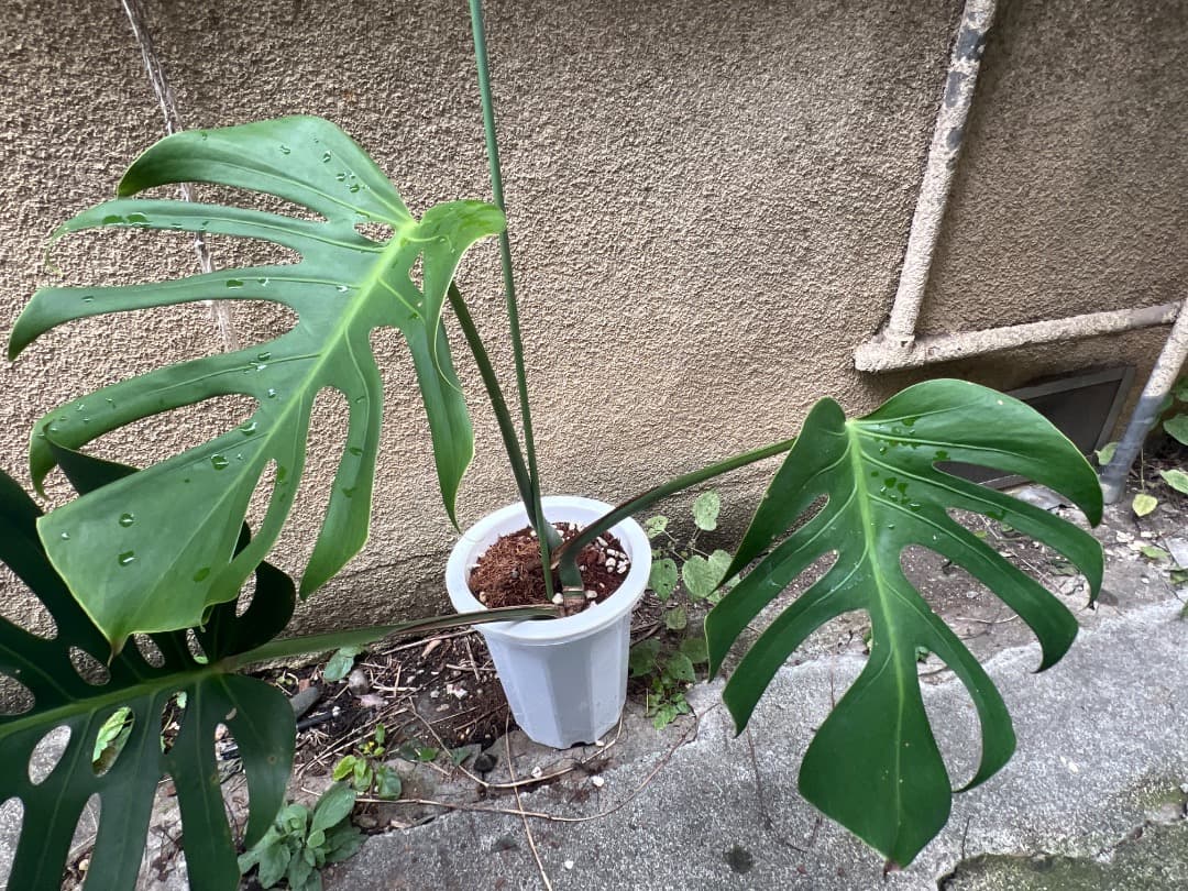 【スケルトン】トップカット モンステラ