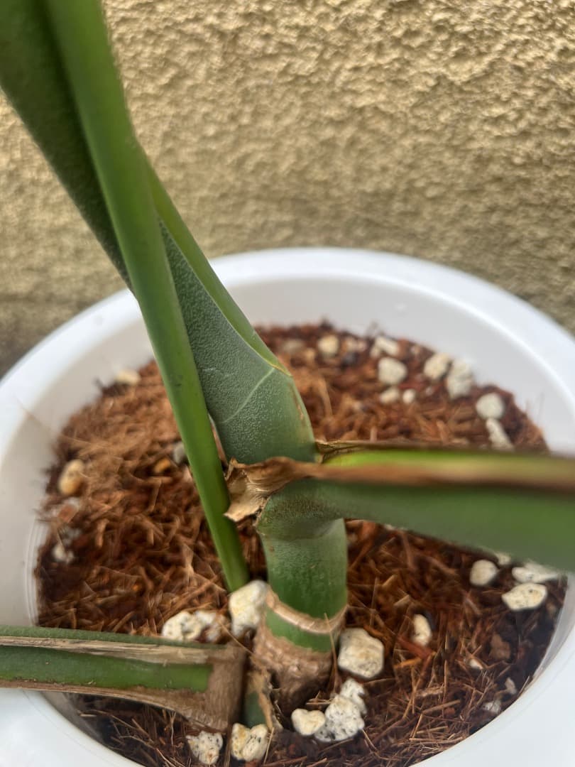 【スケルトン】トップカット モンステラ