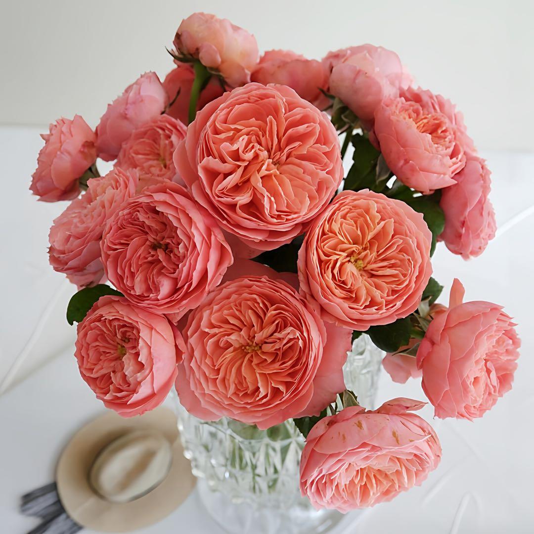 薔薇大苗フラメ