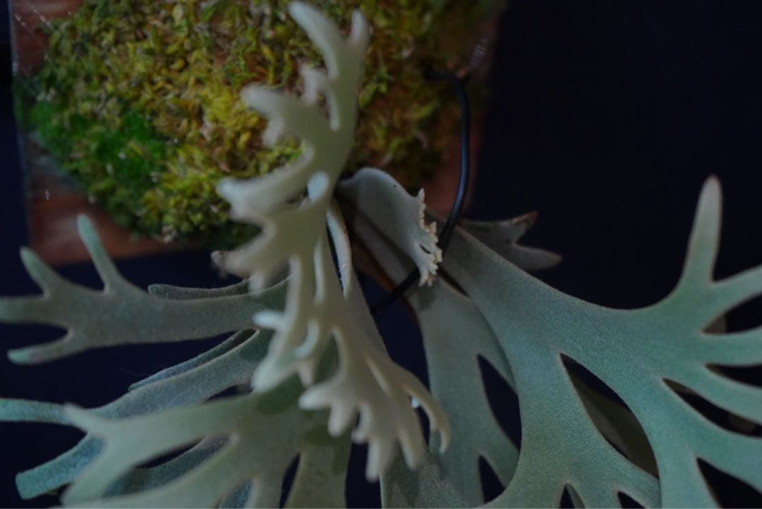 ビカクシダ P.willinckii Jenny TC