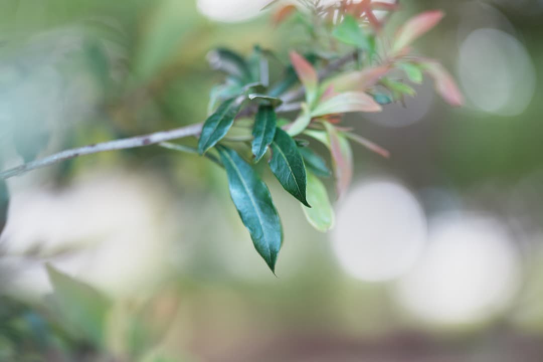 【えっ！て思う】SIGMA 85mm F1.4 DG HSM ソニーE用