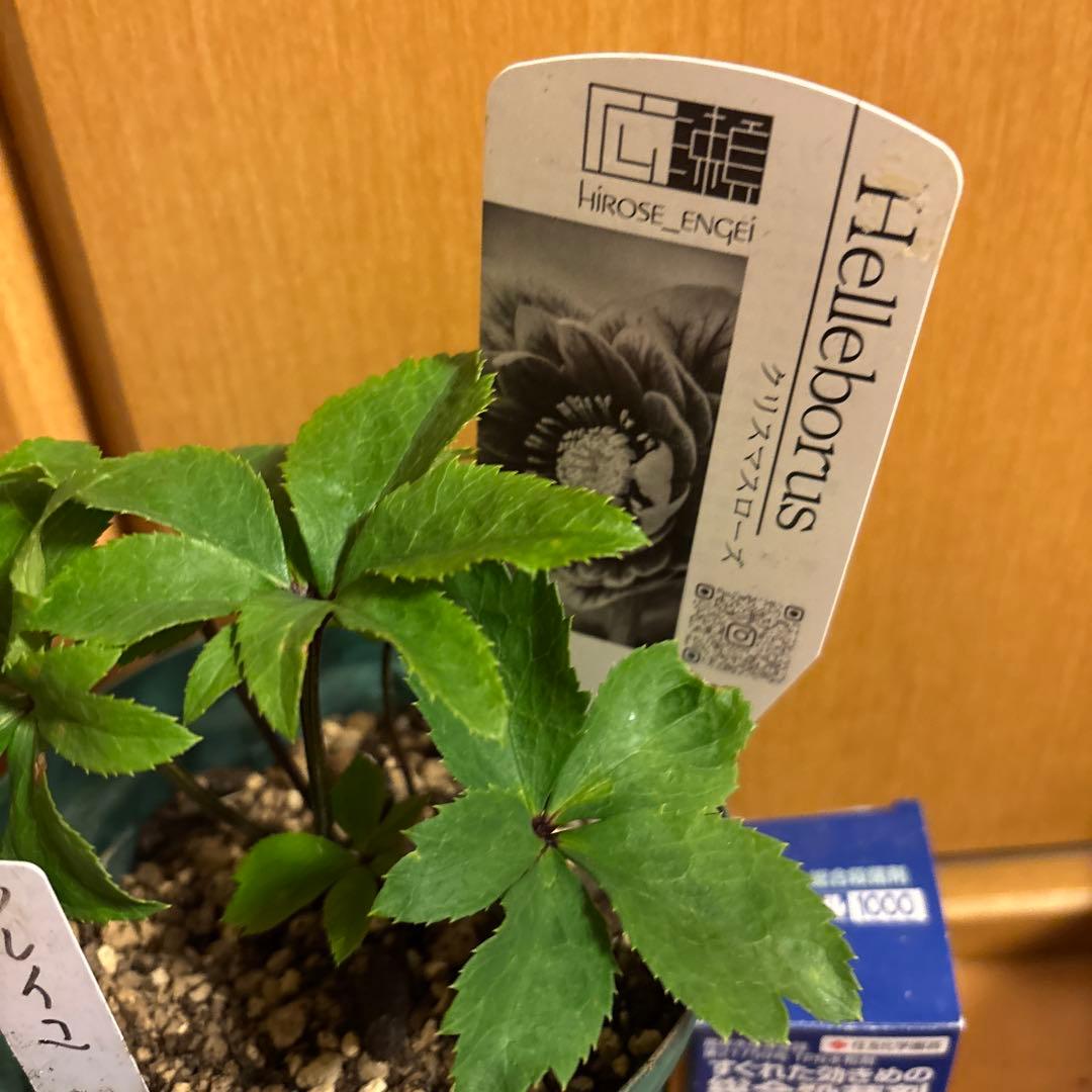 クリスマスローズ 極上 認定ソレイ☆ ラスト‼️ ③