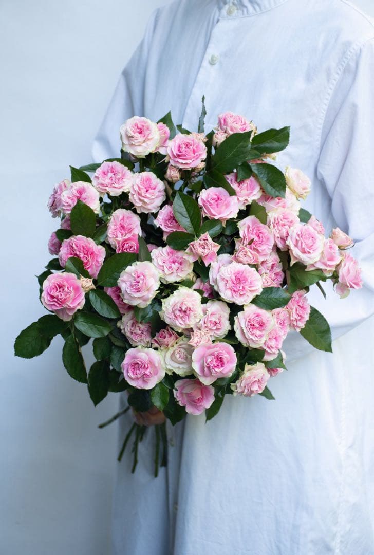 レア切花バラ大苗ブライダルマカロン