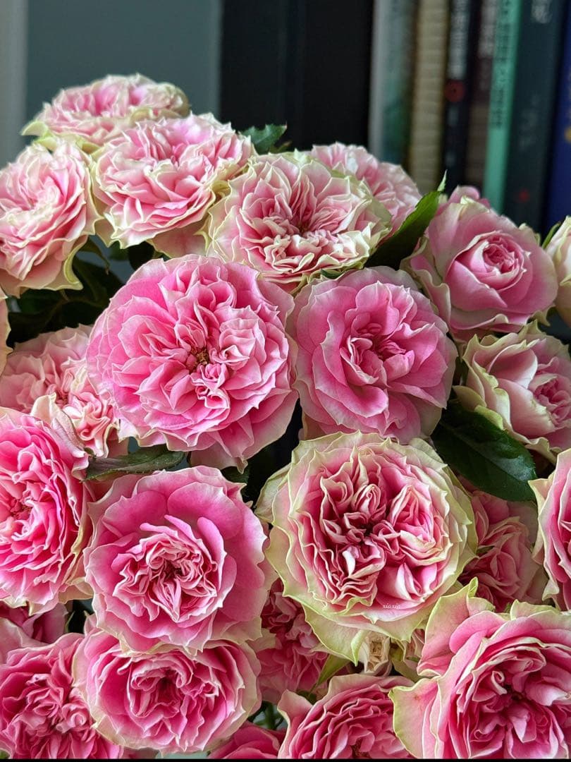 レア切花バラ大苗ブライダルマカロン