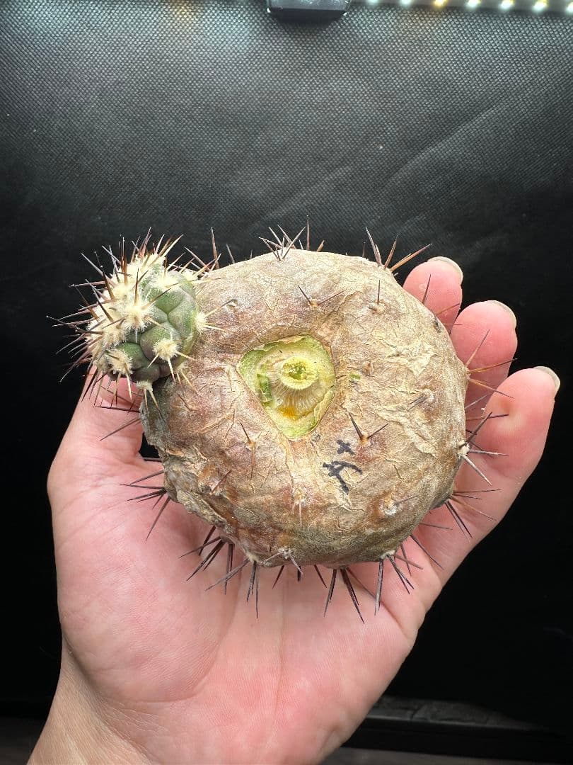 【サボテン_コクオウマル】黒王丸 超特大 2頭