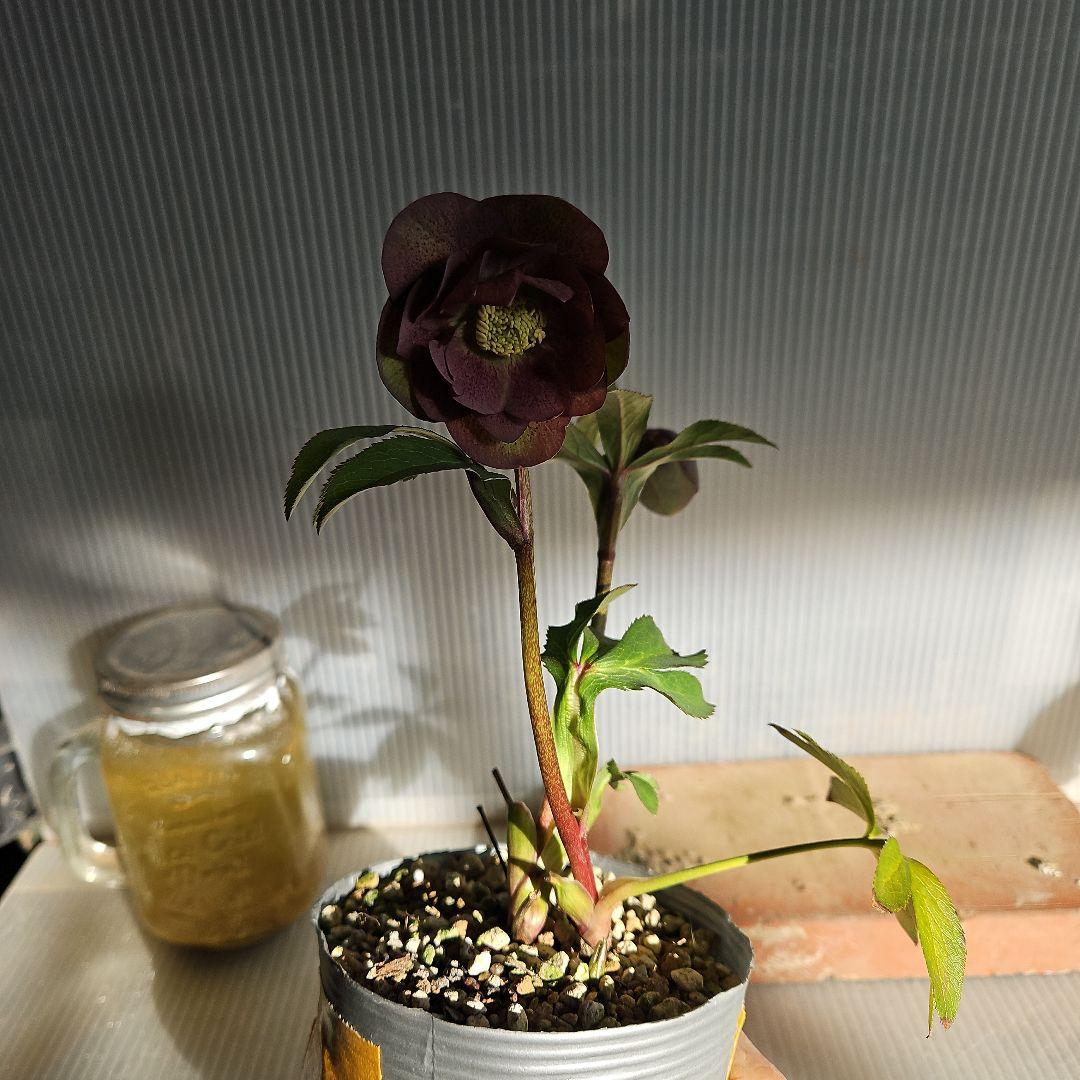 mirakohujin様ご購入苗㉖-335クリスマスローズ