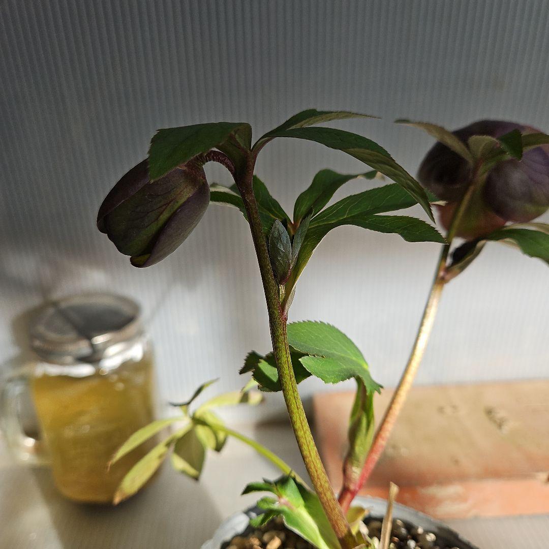 mirakohujin様ご購入苗㉖-335クリスマスローズ