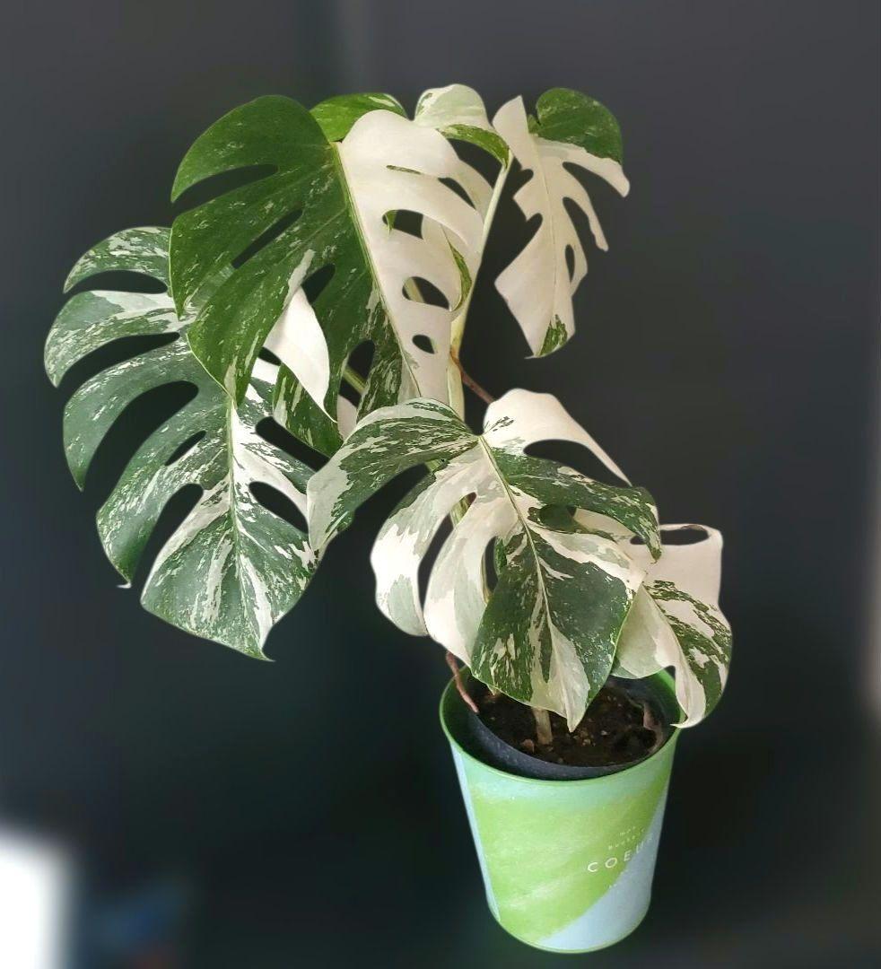 最高級大株　斑入りモンステラ　ボルシギアナ　ホワイトタイガー　ハーフムーン美株
