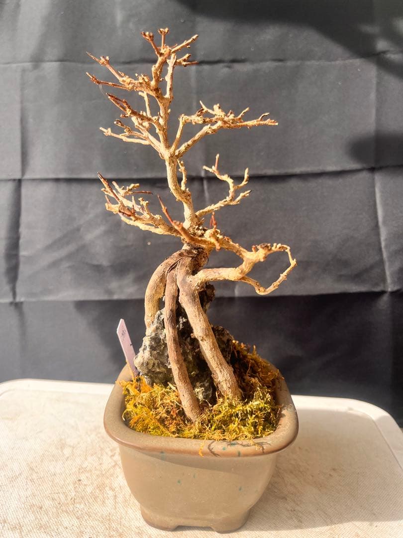 楓盆栽　石付き