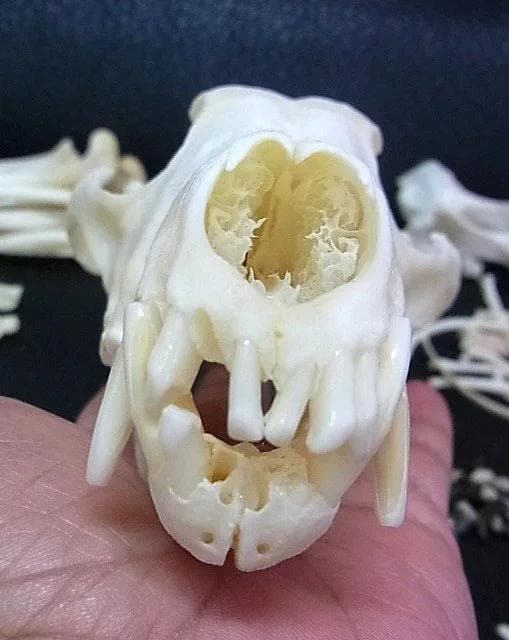 コヨーテ 全身骨格標本