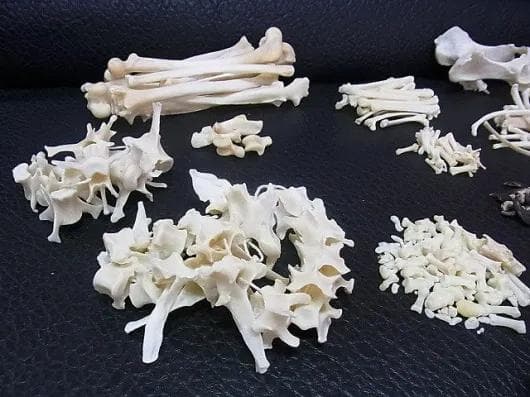 コヨーテ 全身骨格標本