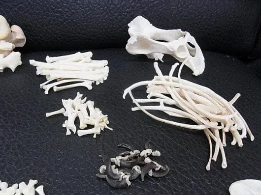 コヨーテ 全身骨格標本