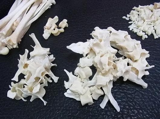 コヨーテ 全身骨格標本