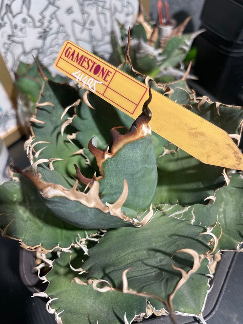 アガベ GAMETONE 41404 オテロイ実生