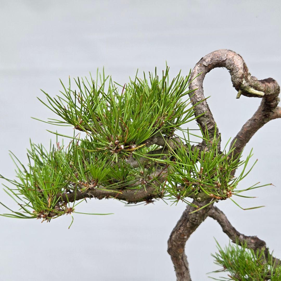 赤松　[文人木]　大品盆栽