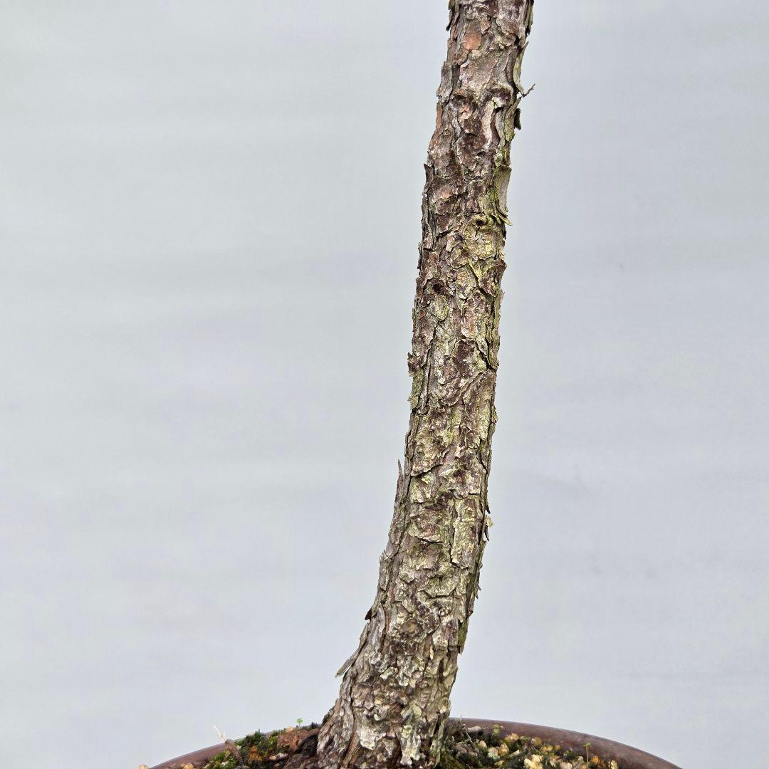 赤松　[文人木]　大品盆栽