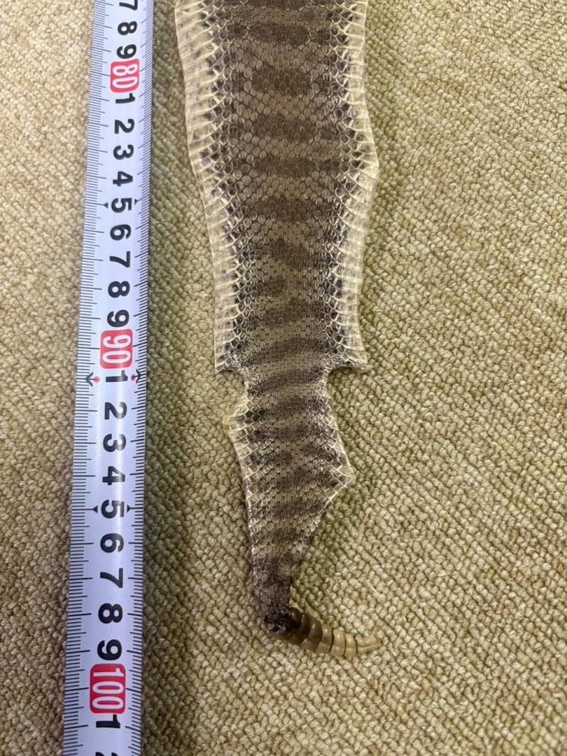 ガラガラヘビの革★100cm