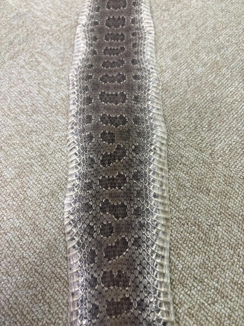 ガラガラヘビの革★100cm