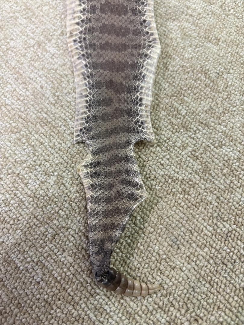 ガラガラヘビの革★100cm