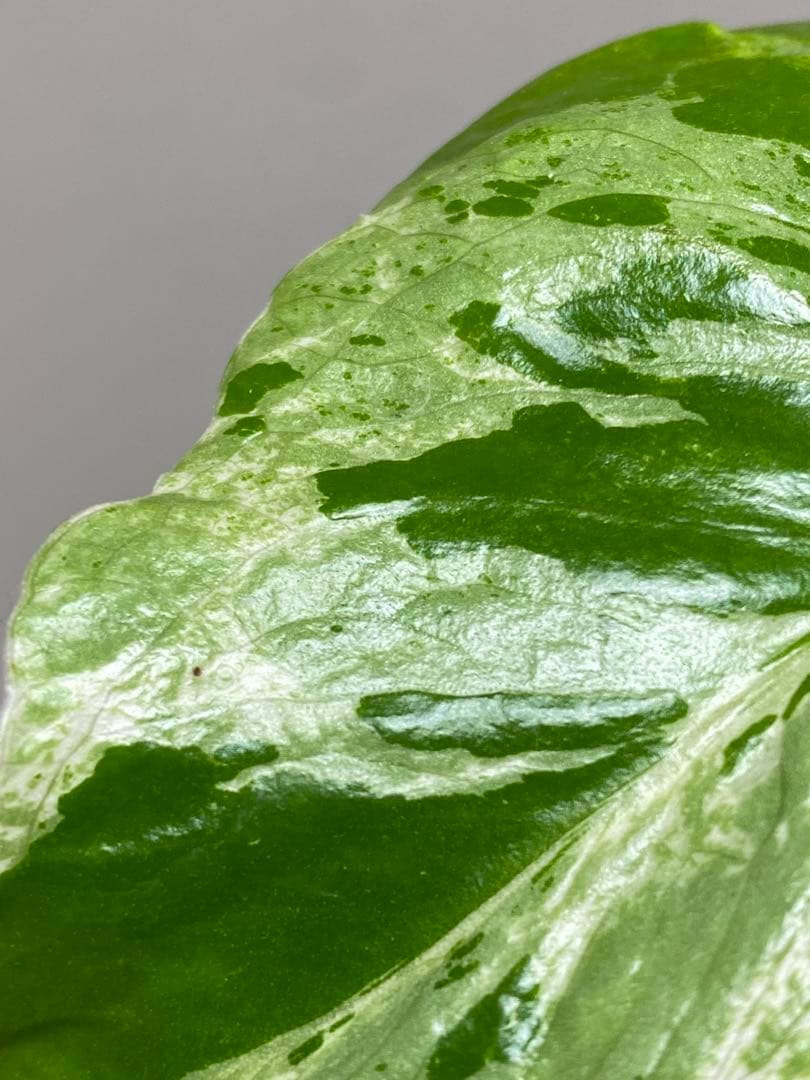 六*ん様 ②【将来有望株‼️】モンステラ　デリシオーサ　バルバソー　フシギダネ/