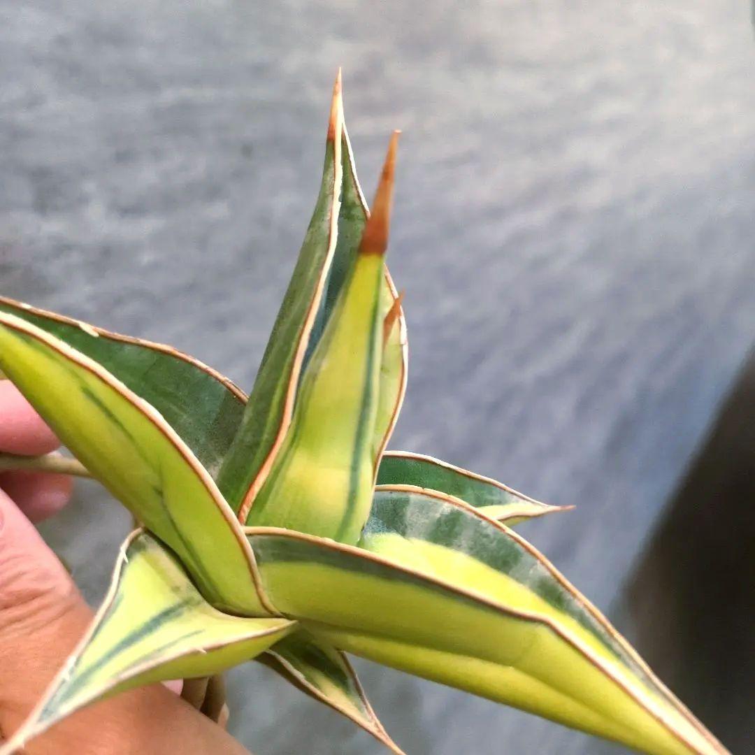 パ*ペ様 サンスベリア　ピングイキュラ　斑入り　3株セット　極上輸入株　ロリダ