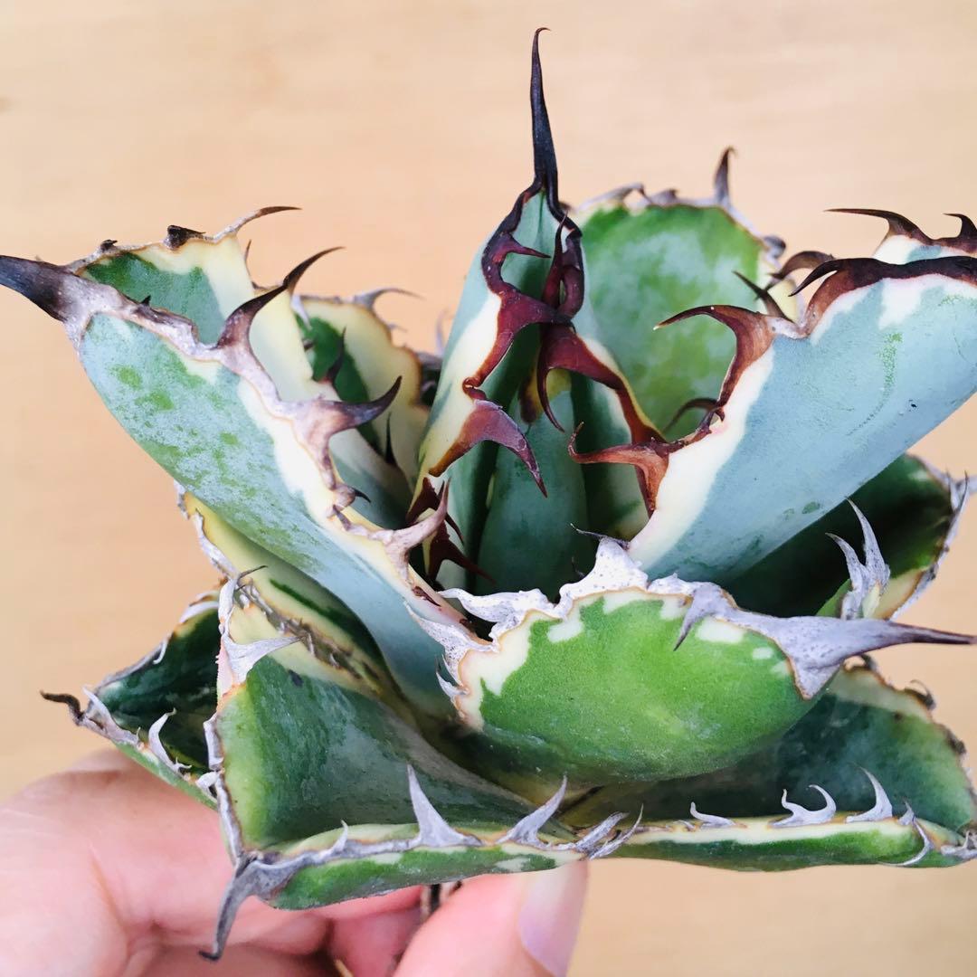 白鯨錦 クリーム覆輪斑 丸厚短葉ボールタイプ 強棘 TC株 アガベ チタノタ