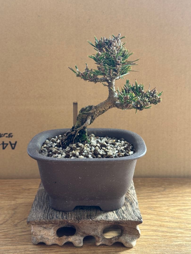 小品盆栽 千寿姫