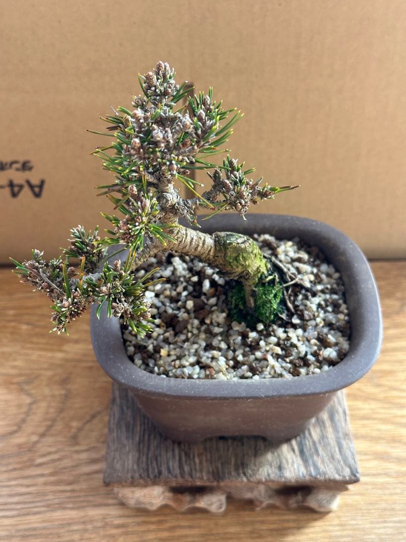 小品盆栽 千寿姫