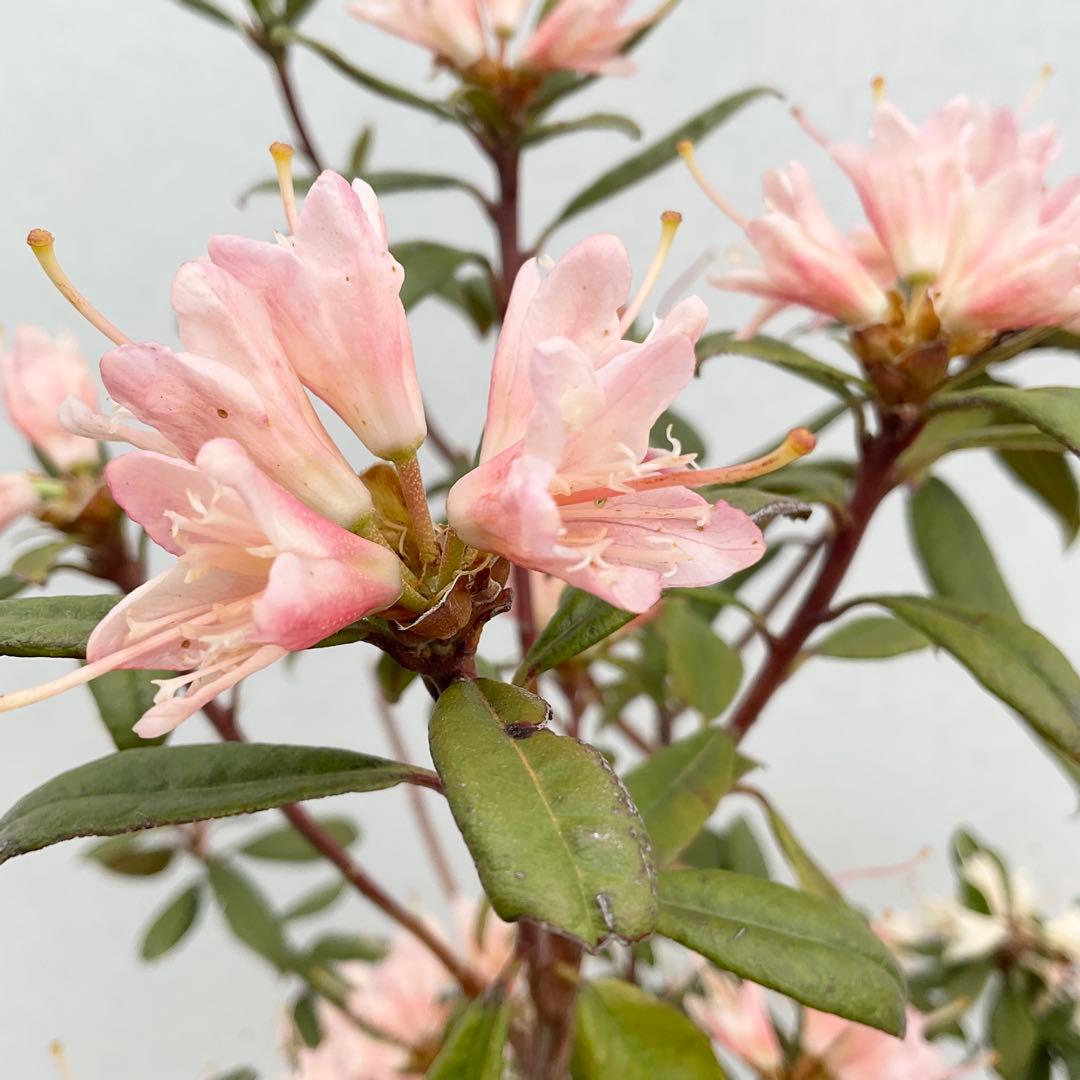 アンキャリーツツジ /98