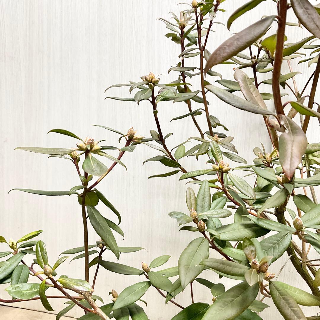 アンキャリーツツジ /98