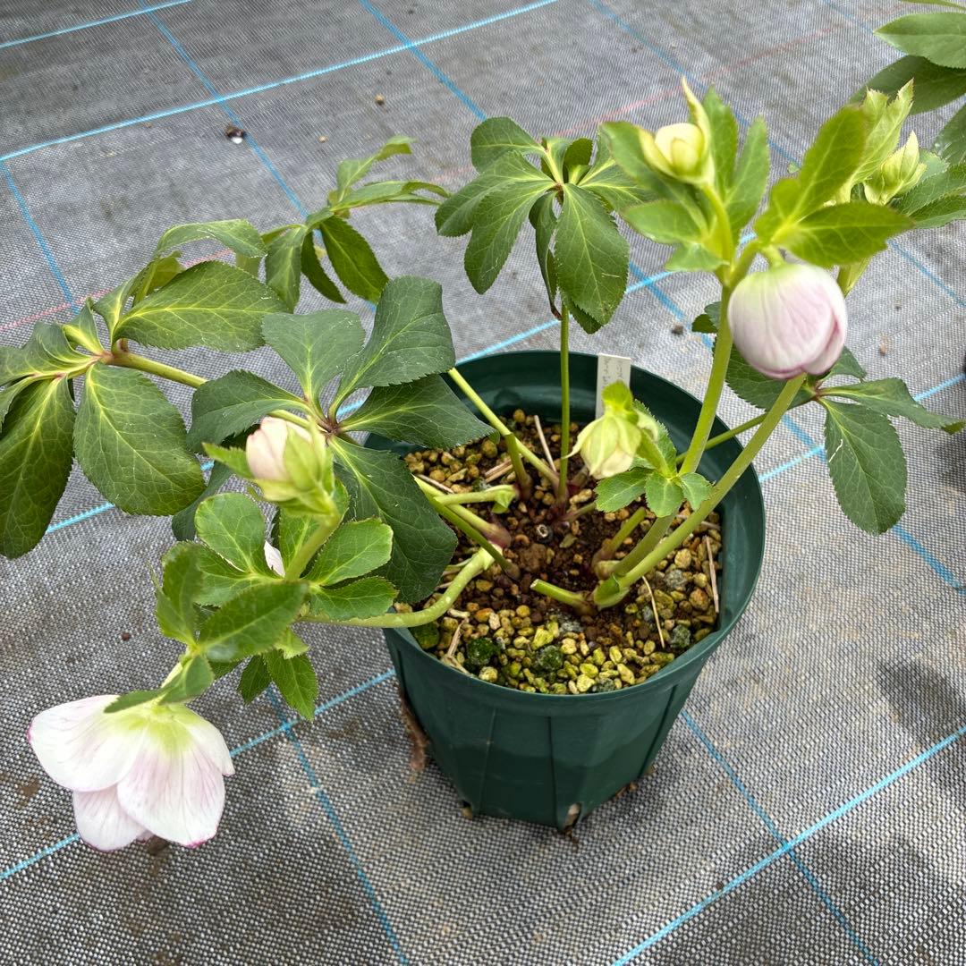 ⭐︎専用⭐︎ クリスマスローズ　超希少株　小輪かすりダブル　6寸