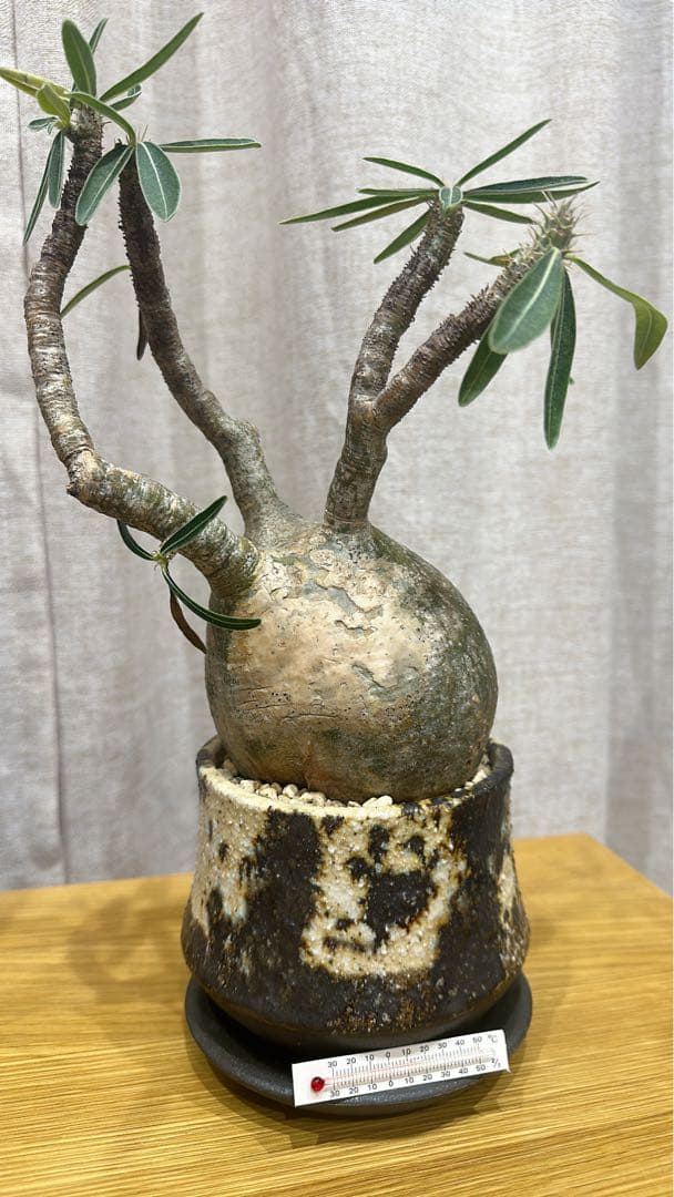 パキポディウム・グラキリス　現地球