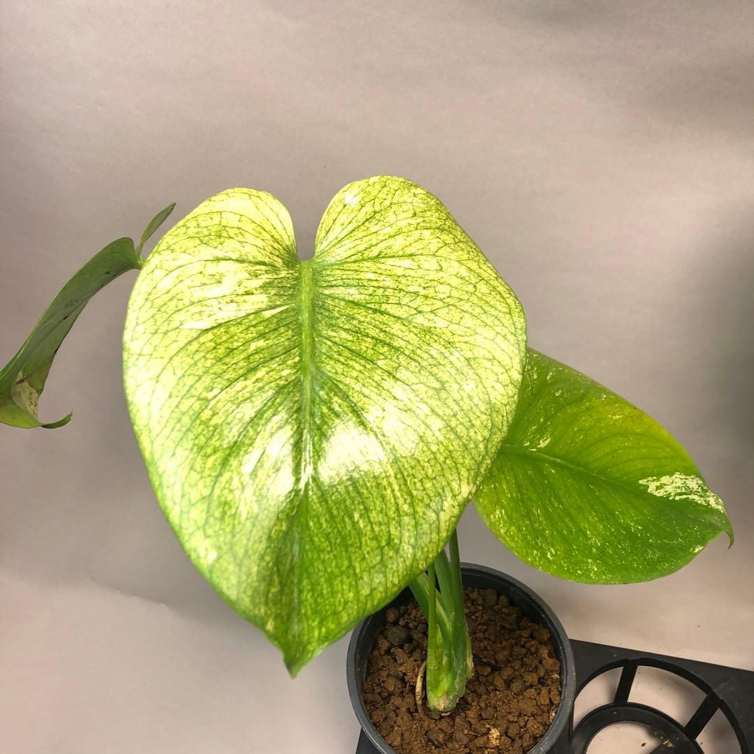 S*T様 5株セットms60【特別選抜】ホワイトモンスター／天津蘭 モンステラ斑