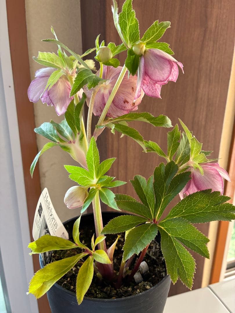 ♡広瀬園芸♡ 底白ピンクグラデーション