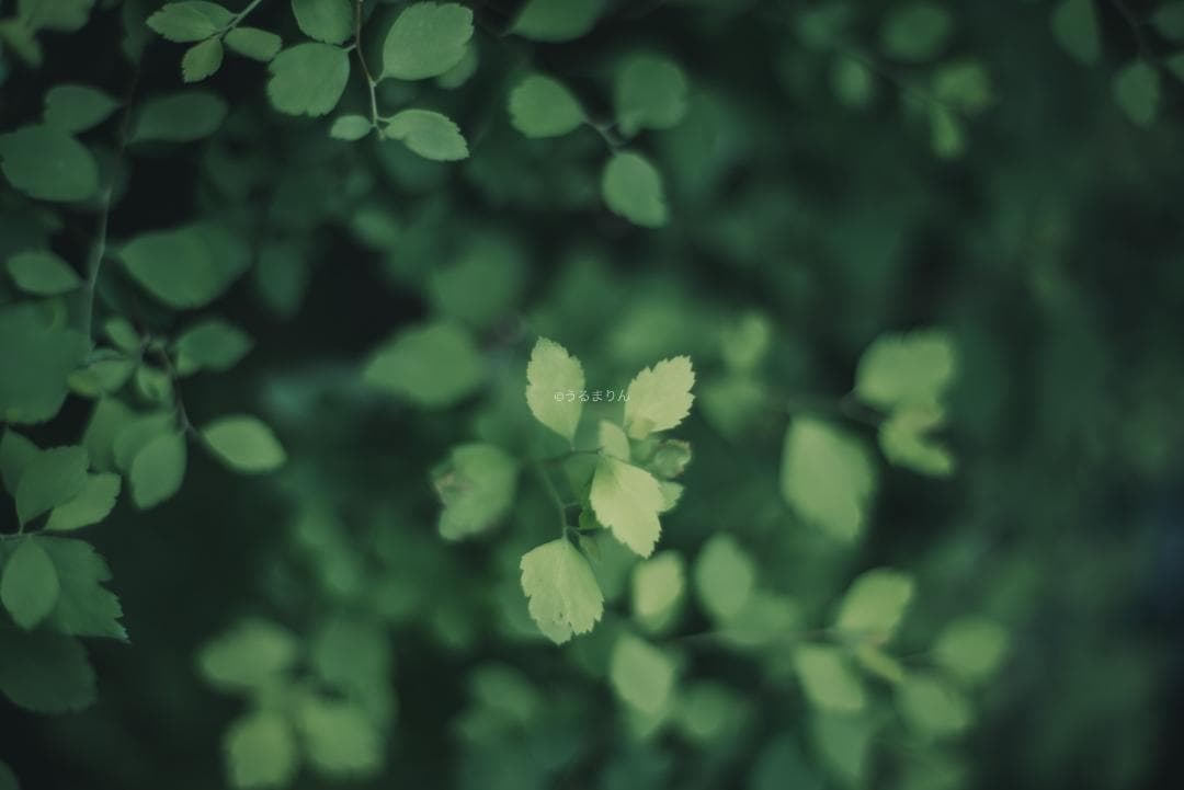 箱付極美品！標準の帝王 Planar 50mm F1.4 AEJ オールドレンズ