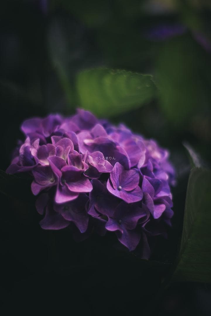 箱付極美品！標準の帝王 Planar 50mm F1.4 AEJ オールドレンズ