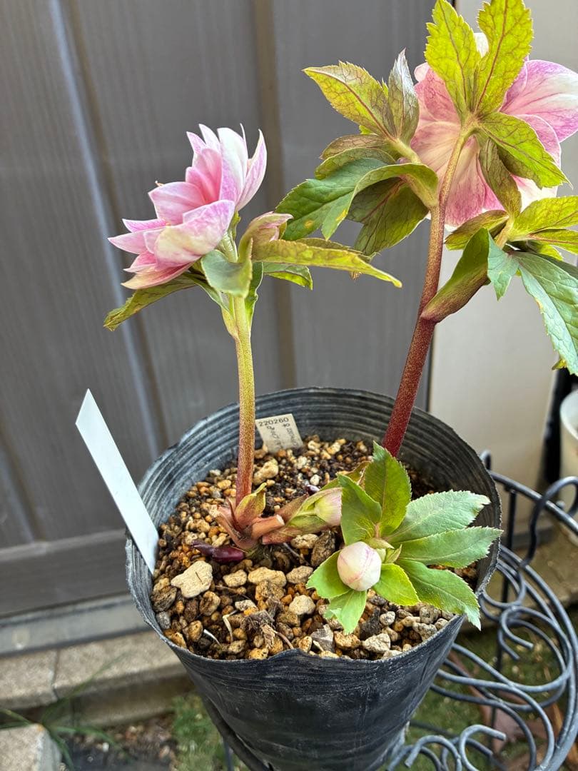 ♡認定♡プリマヴェーラピンクゴールド　開花中