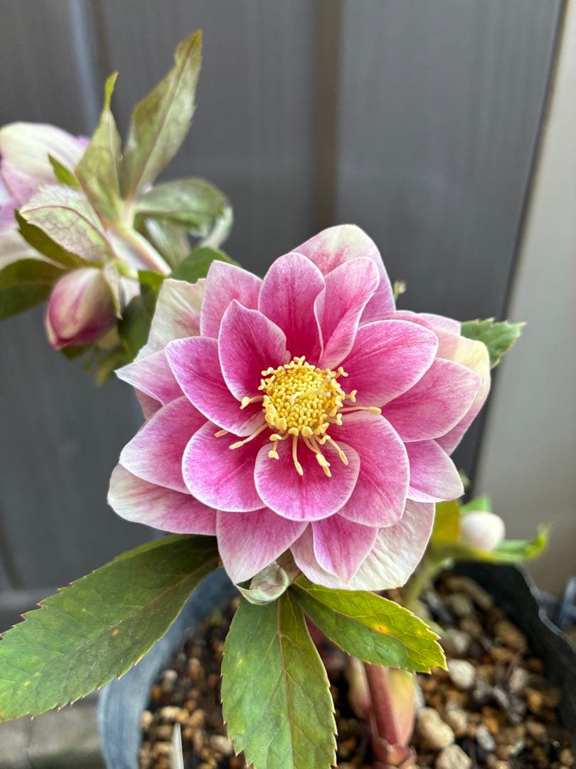 ♡認定♡プリマヴェーラピンクゴールド　開花中