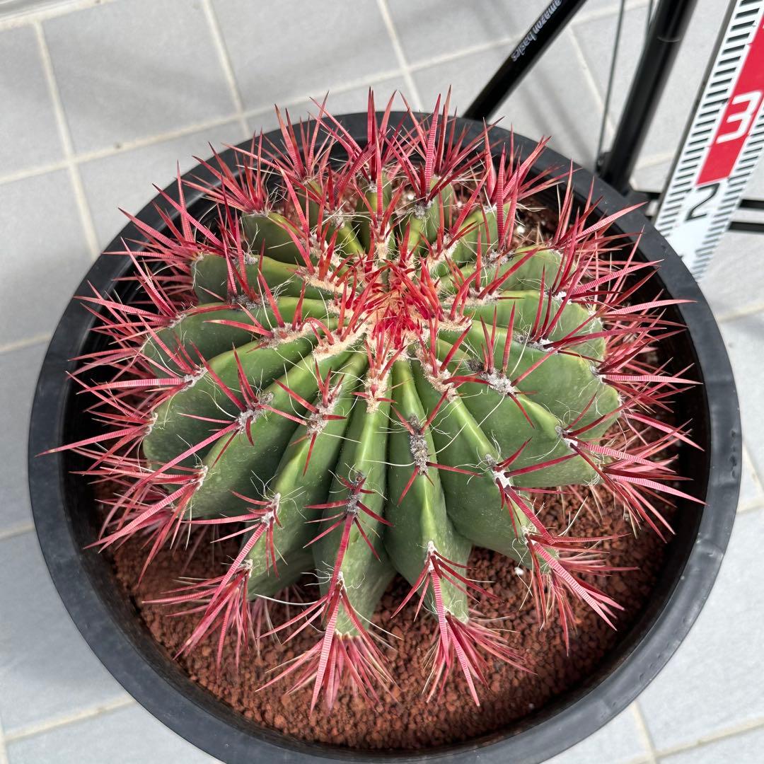 赤鳳 サボテン【樹高:約52cm】フェロカクタス 大株 12号鉢 Sep07