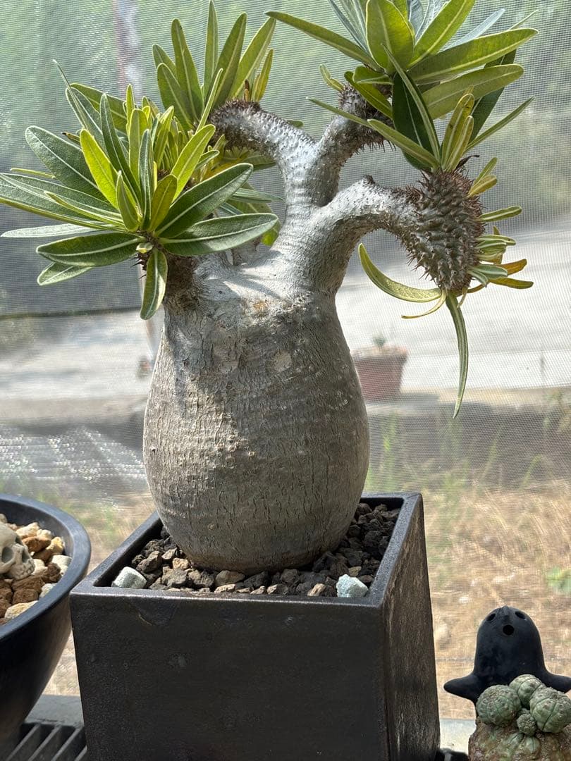 グラキリス　錣化