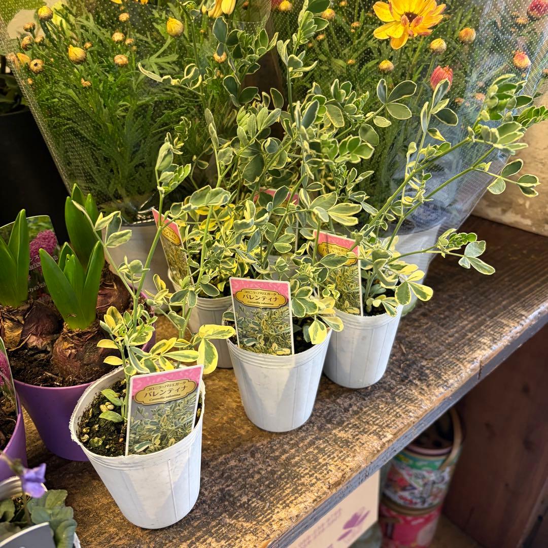 【専用商品】　ガーデニング　リクエストアソート　ヒヤシンス　クリスマスローズ