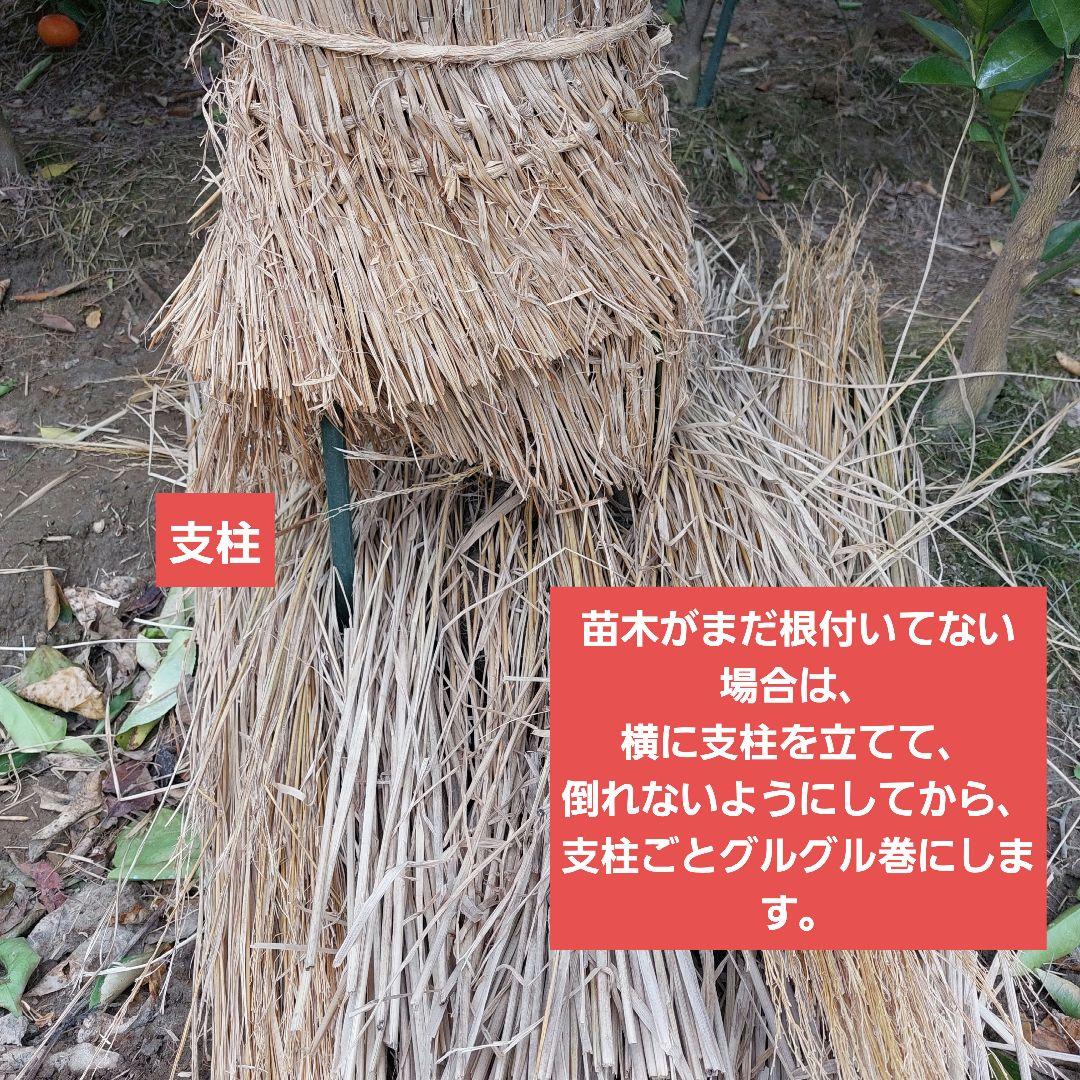 苗木専用 問い合わせページ 10月より再開...♪*゜冬の防寒対策参考画像あり