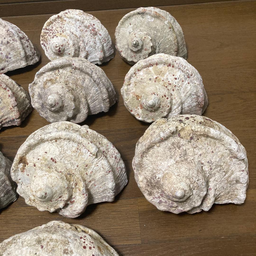 【沖縄産】夜光貝の殻　まとめ売り　10個　約10.4キロ①